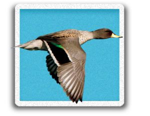 Yellow Billed Teal