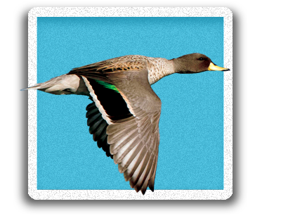 Yellow Billed Teal